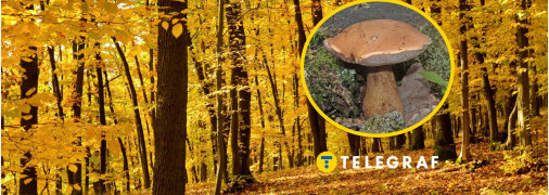 Желчный гриб или горчак