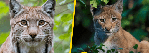 Рись євразійська