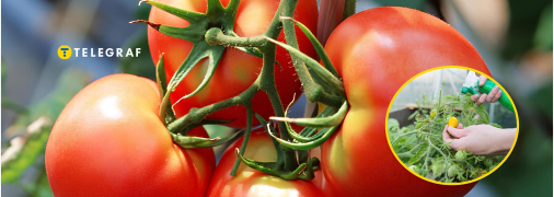 Чем подкормить помидоры во время цветения