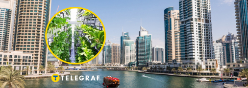 Современная ферма в Дубае