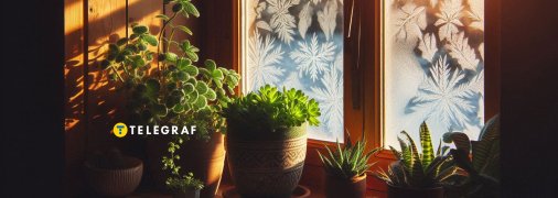 Рослини на підвіконні