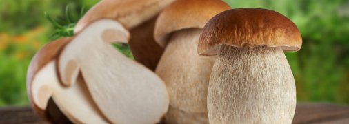 Белые грибы