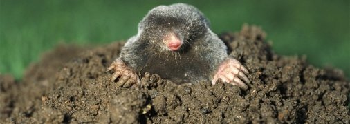 Кроти можуть сильно вам нашкодити