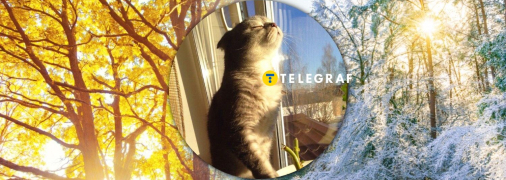 Кіт насолоджується теплом