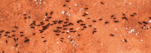 Уксус действует как естественный репеллент, отпугивая  муравьев