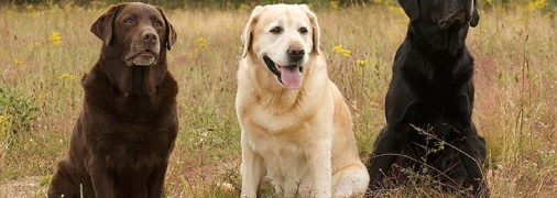 Лабрадоры