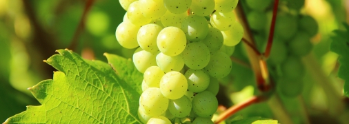 Как ухаживать за виноградом летом - лайфхаки