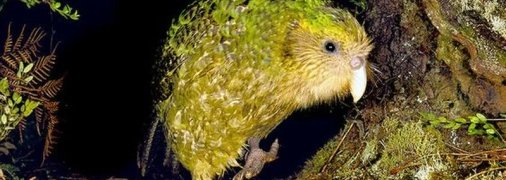 Фантастические животные, которые живут рядом с нами и могут исчезнуть навсегда (Фото)