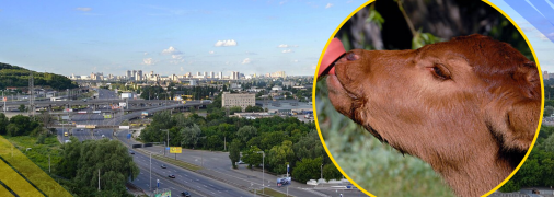 Теличка, ілюстративне фото