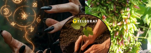 Виноград Хеллоуин недавно появился в Украине, но уже хорошо зарекомендовал себя