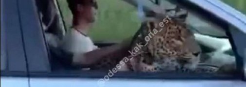 "Интересная кошечка": в Одессе заметили катающегося в авто леопарда (видео)