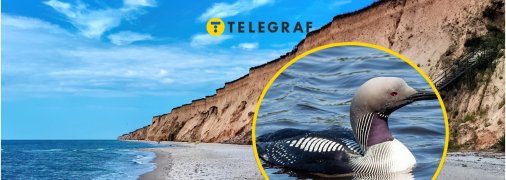 Уникальная птица Украины