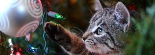 Сделали расклад Таро для каждого знака Зодиака на неделю с 11 по 17 декабря