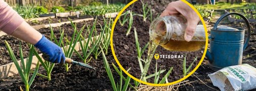 Озимий часник потребує підгодівлі весною