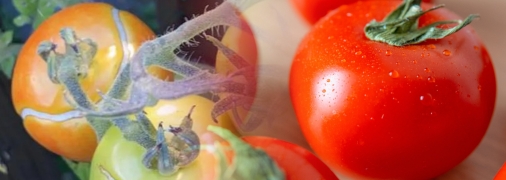 Полезные лайфхаки для огородников