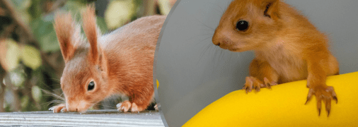 Детеныш белки