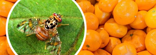 Живые личинки могли попасть на стол к украинцам