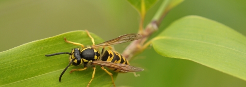 Благодаря этим советам вы сможете эффективно отпугивать ос и шершней