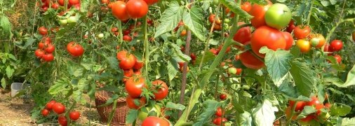 Народные хитрости против заболеваний помидоров