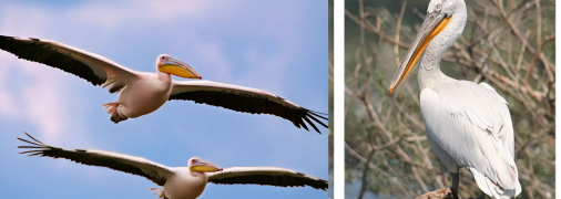 Рожеві пелікани