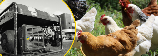 Как отключение света влияют на птицефермы