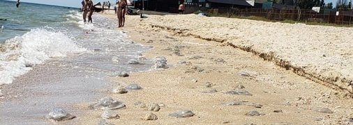 Пляжи в Кирилловке снова заполонили медузы: свежие фото