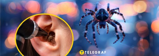 Почему и как насекомые могут оказаться в ухе