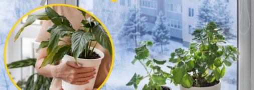 Растения на подоконнике зимой