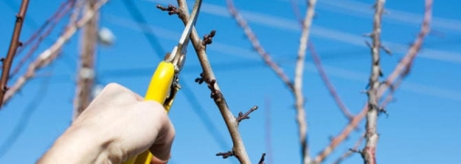 Обрізка сливового дерева навесні - це невід'ємна частина догляду за рослиною, що забезпечує її здоров'я та рясне плодоношення.