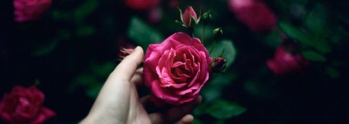 Троянди потребують збалансованого підживлення