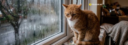 Конденсат на вікнах — часта проблема восени