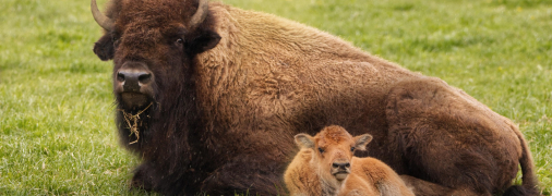 Зубр з телятком