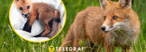 Приручение лисенков