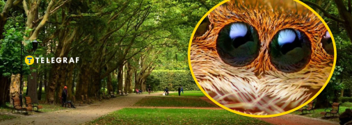 Колаж "Телеграфу"