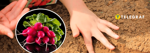 Посадка редиса