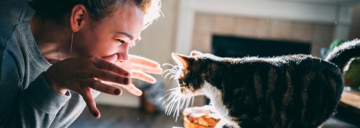 Коти люблять тих, кому довіряють