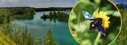 Бджола-тесляр