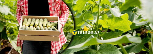 Огірки даватимуть урожай навіть під час холодів