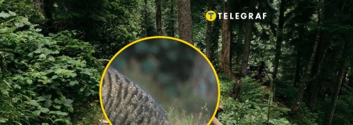 Уникального хищника увидели в Черкасской области