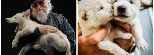 Ужасные волчата