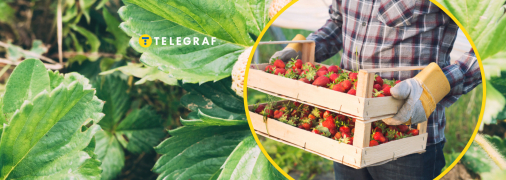 Как правильно поливать клубнику