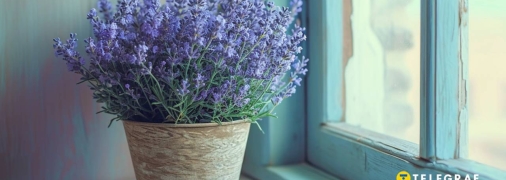 Одна рослина, чотири дива (фото створене з допомогою ШІ)