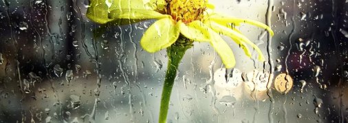 Осадки вернутся посреди недели