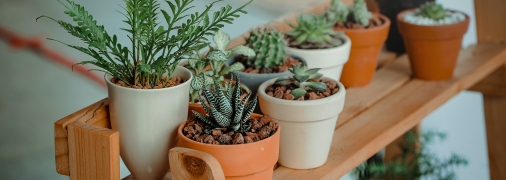 Кімнатні квіти можуть бути не лише прикрасою будинку