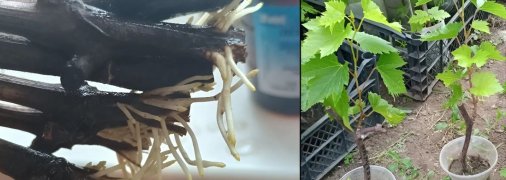 Как быстро прорастить черенок