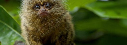 Ігрунка – пухнаста кулька з великими очима та крихітними лапками