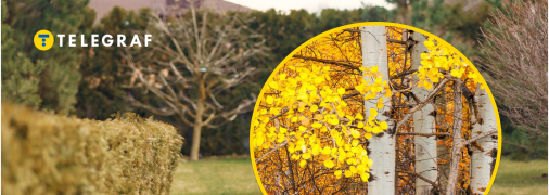 Дерево осина на участке