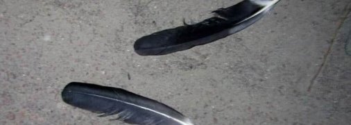 Не війна, але лелеку заради розваги застрелили під Києвом (фото)