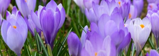 Правила посадки крокусов - очень просты