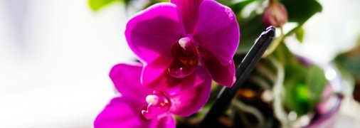 Избыток воды – основная причина  гибели орхидей